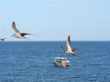 Environmental-Seabird-Survey