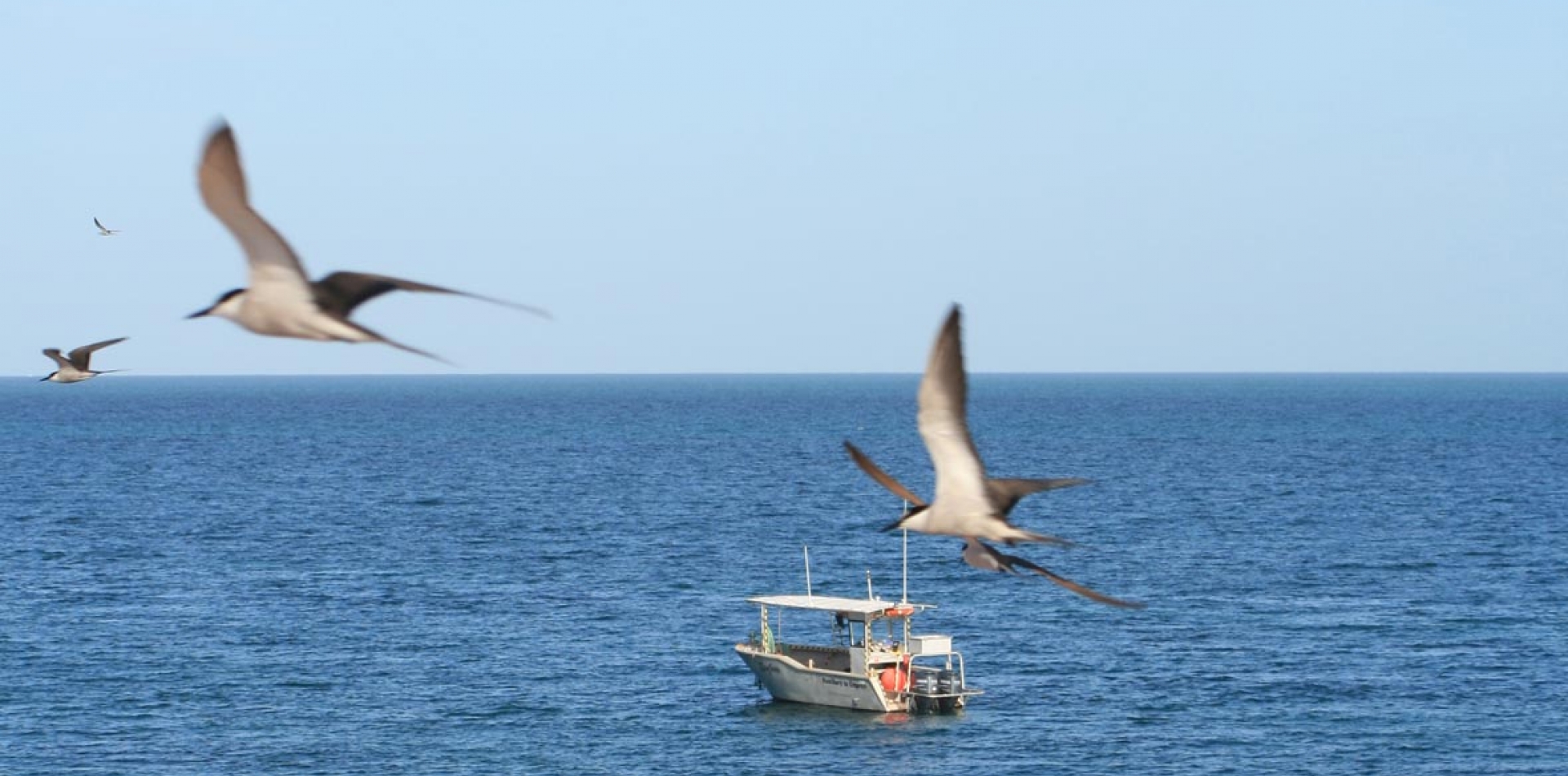 Environmental-Seabird-Survey